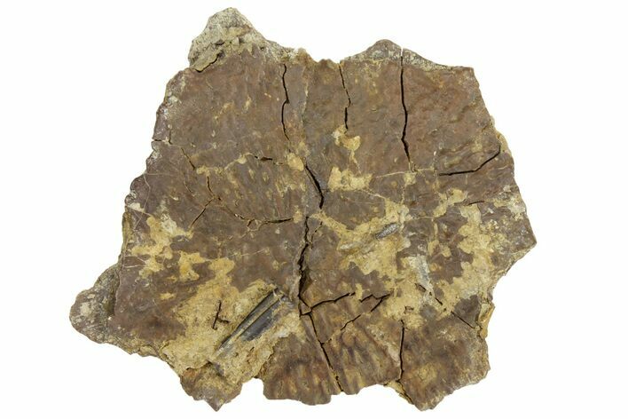 Permian Amphibian (Eryops) Fossil Skull Section - Texas #153726